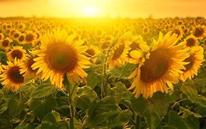 勇于擔(dān)當(dāng)，踐行使命