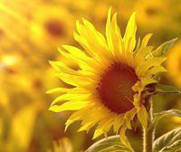 又來(lái)1萬(wàn)噸！第七批中央豬肉儲(chǔ)備11月4日投放