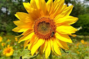 美國對(duì)華大豆出口最新統(tǒng)計(jì)：上周對(duì)中國裝運(yùn)131萬噸大豆