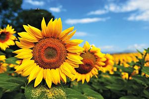 艾格多，還好是你，慶幸是你